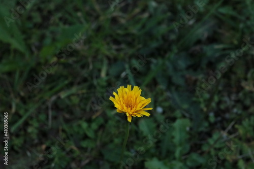 Gänseblümchen, Blumen