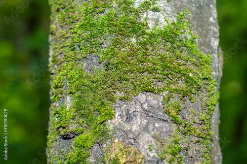 Birch bark background in soft focus at high magnification. A tree with a white trunk with black stripes. A useful product in medicine for the preparation of healing and antipyretic agents. photo