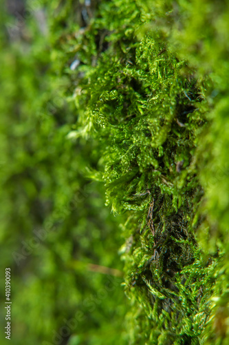 Green background with tree climacium moss in soft focus at high magnification. The beauty of nature and the environment. Insignificant details invisible to the naked eye. © Николай Батаев