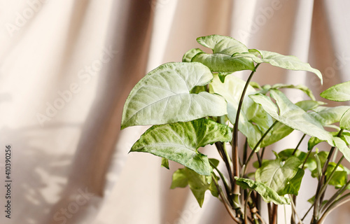 Indoor plant syngonium on a beige background. Indoor plants with beautiful leaves. photo