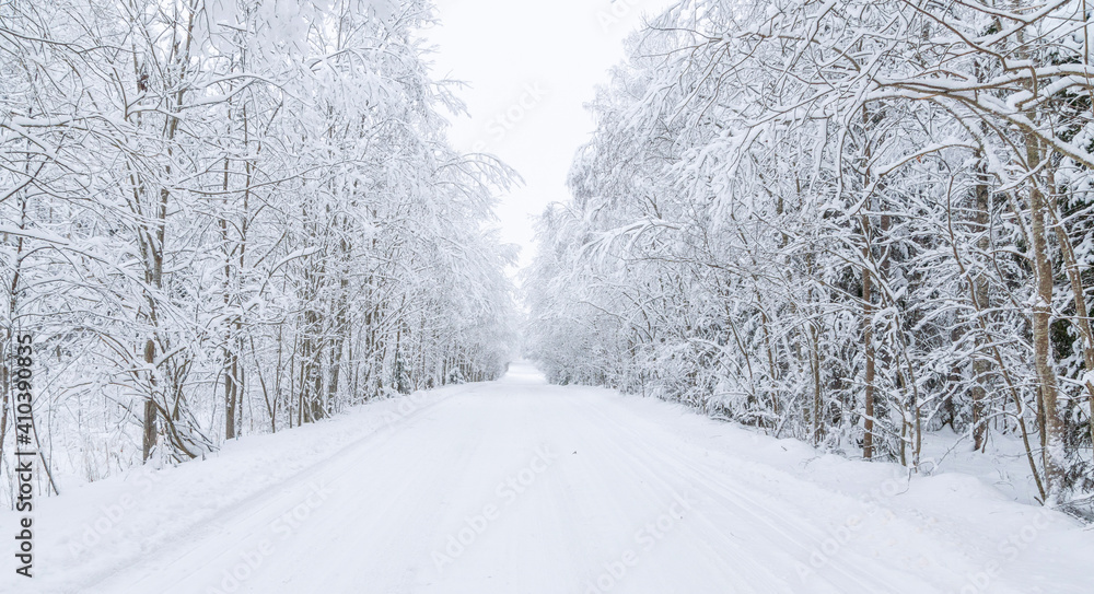 The road in the forest. Winter