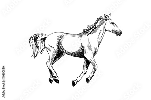 Horse hand drawn sketch. Running horse black graphic sketch isolated on white background. Vector illustration