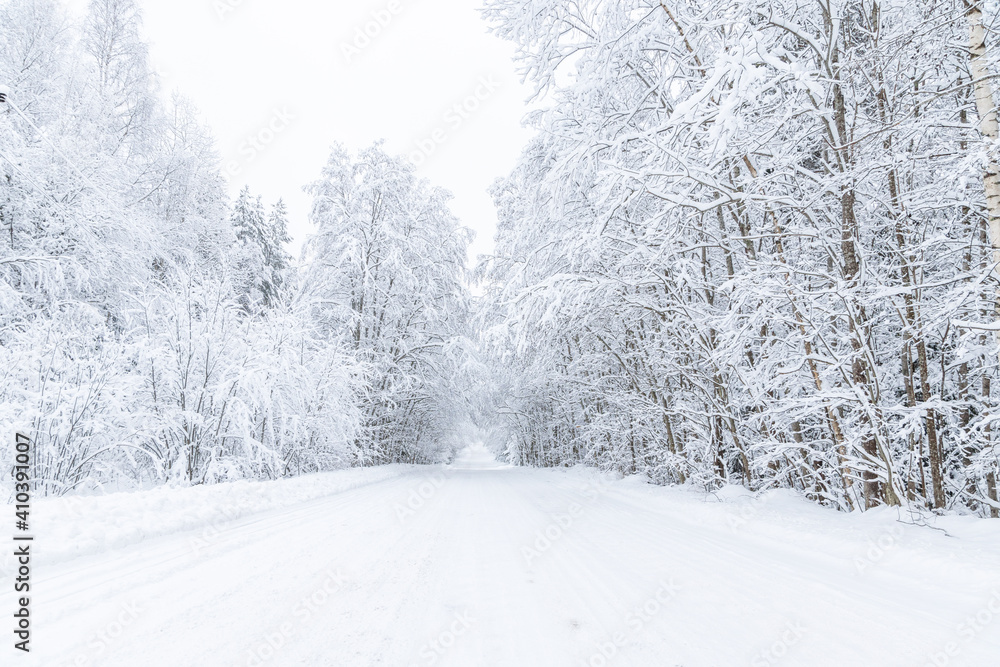 Fototapeta premium The road in the forest. Winter