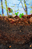 Beech sprout and clover emerging from the topsoil of a cambisol