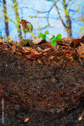Beech sprout and clover emerging from the topsoil of a cambisol photo