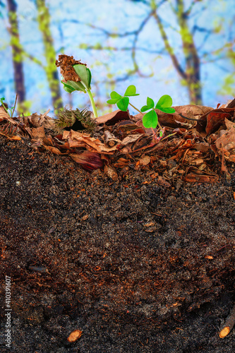 Beech sprout and clover emerging from the topsoil of a cambisol