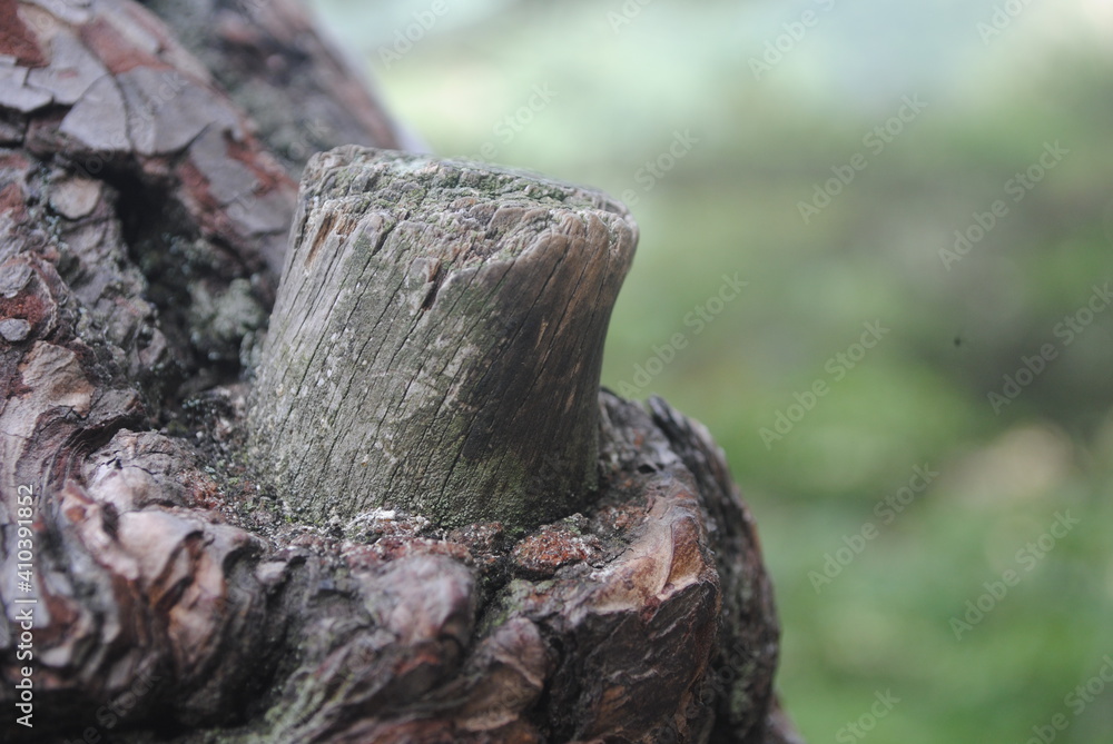 Obraz premium wood texture