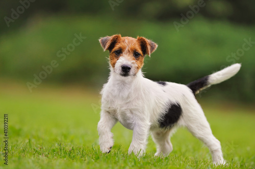 Jack Russell Terrier puppy 11 weeks in the grass discovers the world © AnetaPics