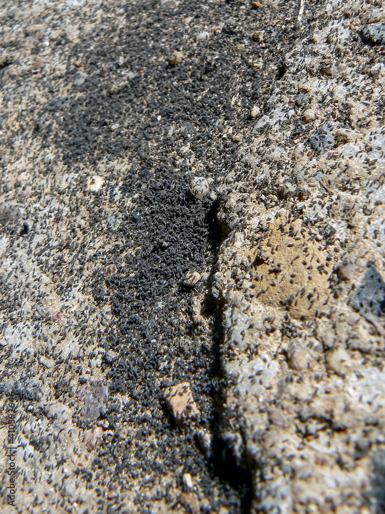 Ant insect nest swarm infestation close-up ground Ant insect nest swarm infestation close-up ground