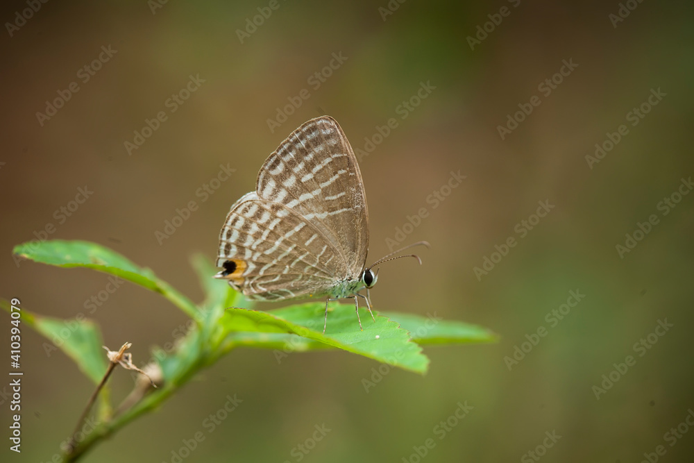 Butterfly in Nature Butterfly in Nature