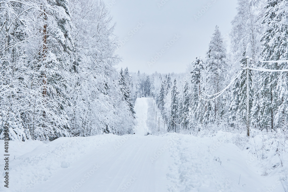 road in the forest. winter road in the forest. winter