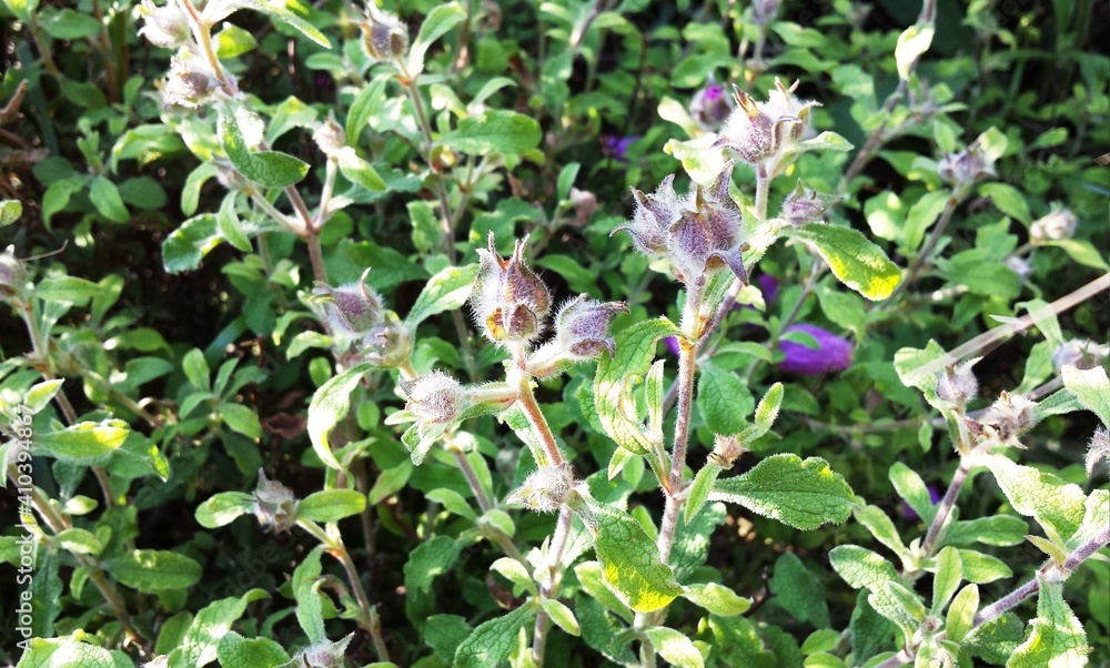 Cistus pink new flowers buds Cistus pink new flowers buds