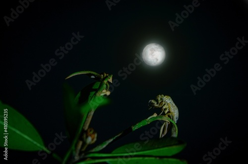 Insect in the night in front of moon photo