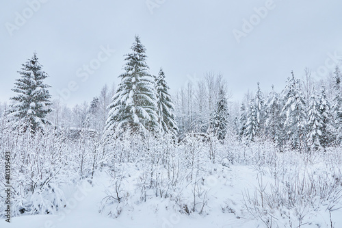 coniferous forest in winter. Russia