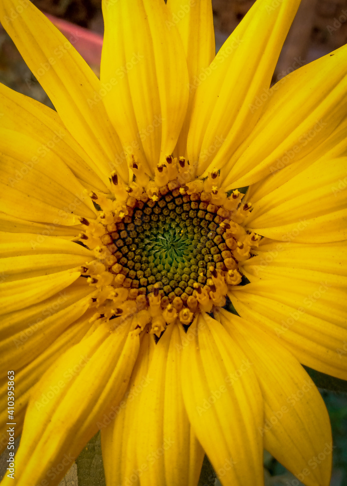 Sunflower, closeup shot of a single sunflower with beautiful background of leafs on garden. Sunflower, closeup shot of a single sunflower with beautiful background of leafs on garden.