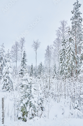 coniferous forest in winter. Russia © enskanto
