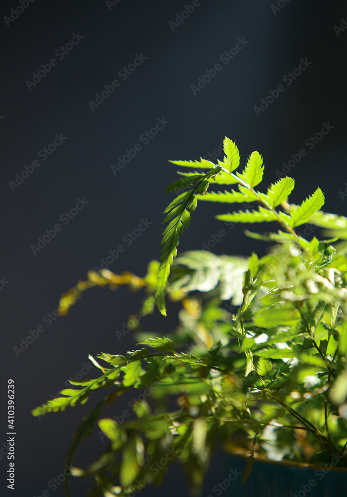 Fototapeta premium Close up view of a fern plant in a pot against dark background with dramatic light
