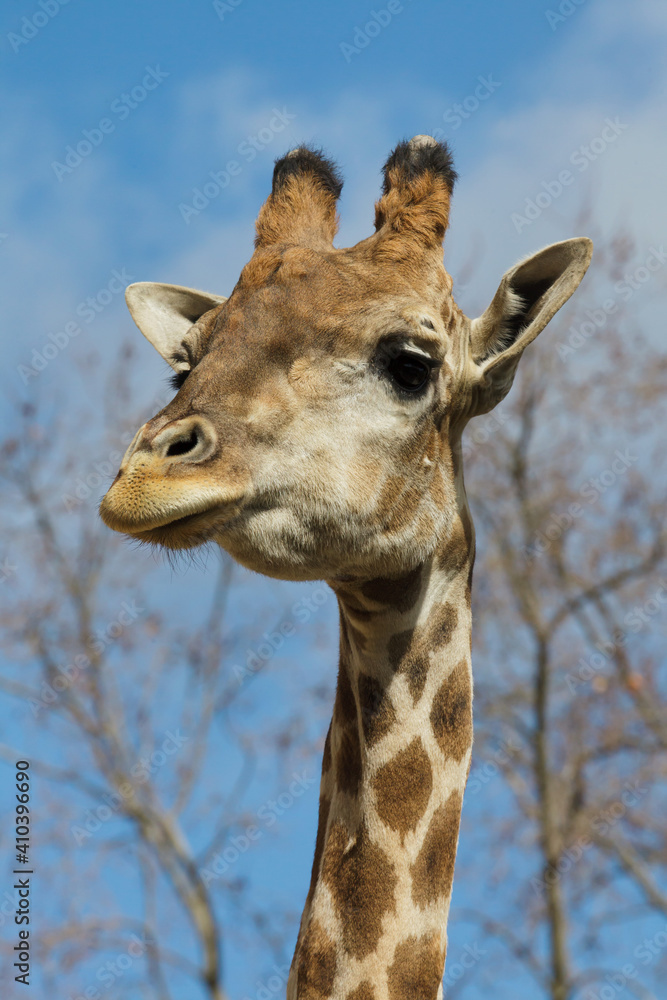Angolan giraffe (Giraffa camelopardalis angolensis) Angolan giraffe (Giraffa camelopardalis angolensis)
