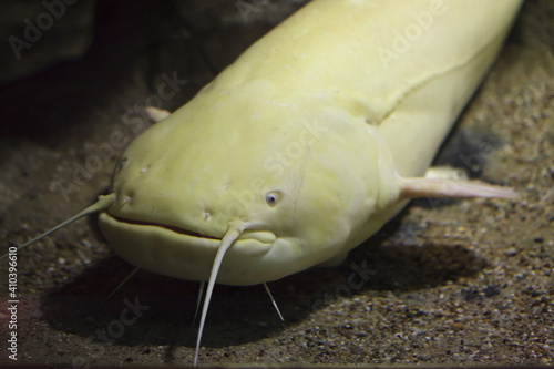 Wels catfish (Silurus glanis) photo