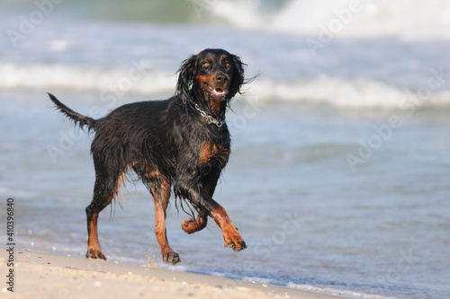 Tableau sur toile Gordon Setter Hunting Dog Female on the beach