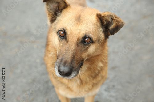 Homeless dog on city street  closeup. Abandoned animal