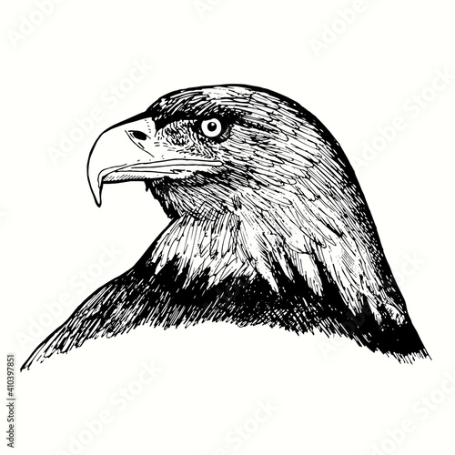 Hand drawn bald eagle face side view. Ink black and white drawing