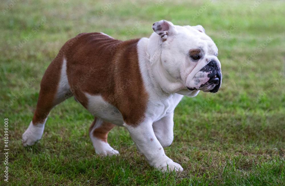 Bulldog Bulldog