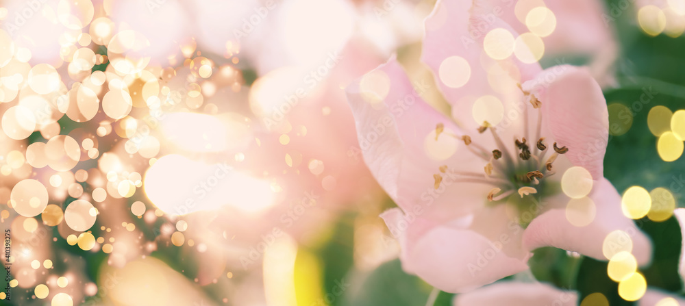Closeup view of beautiful blossoming quince tree outdoors on spring day, banner design