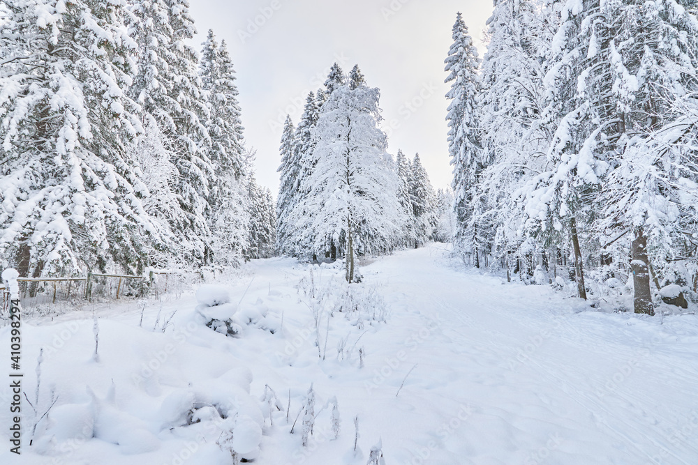 Obraz premium coniferous forest in winter. Russia