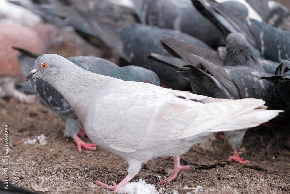 Fototapeta premium Wild city pigeons