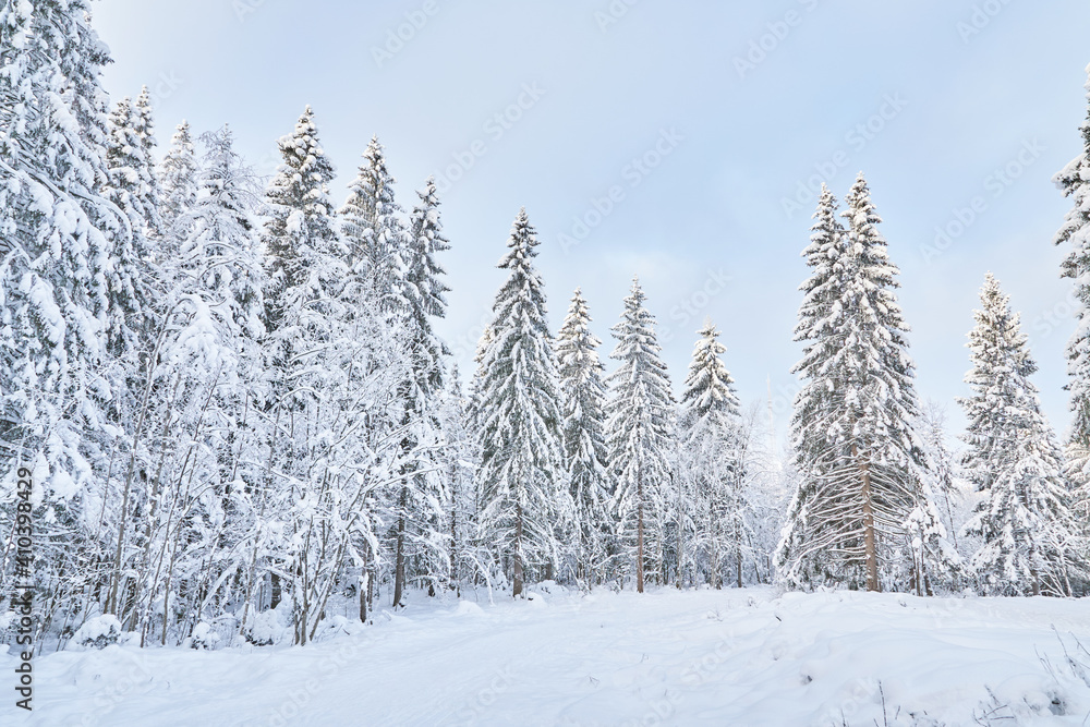 Obraz premium coniferous forest in winter. Russia