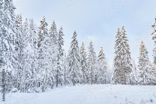 coniferous forest in winter. Russia © enskanto