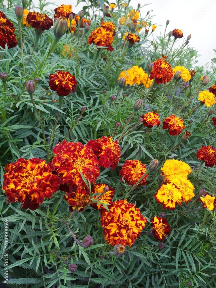 orange flowers in the garden