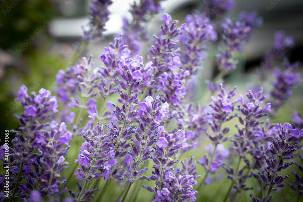 Obraz premium Background of violet growing lavender swaying on wind.