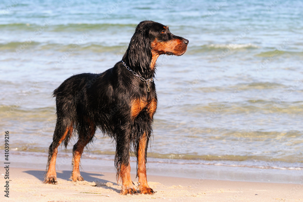 Gordon Setter Hunting Dog Female on the beach