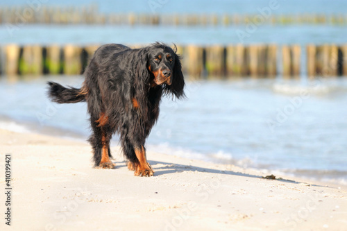 Gordon Setter Hunting Dog Female on the beach