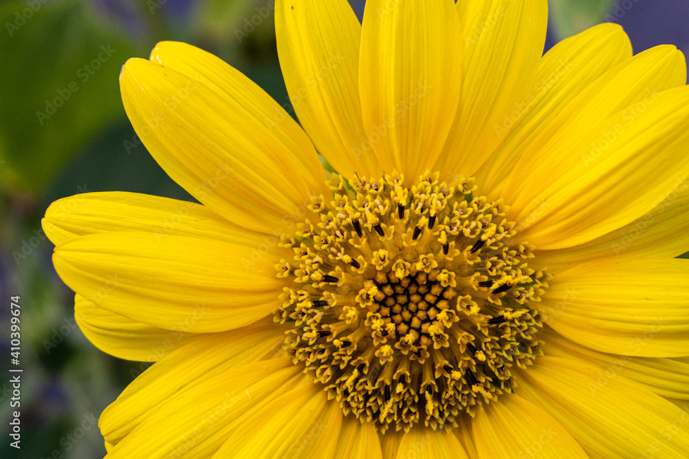 fiore giallo estivo simile al girasole fiore giallo estivo simile al girasole