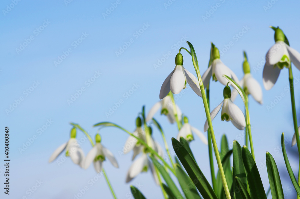 Snowdrops in early spring with blue sky, copy space - obrazy, fototapety, plakaty 