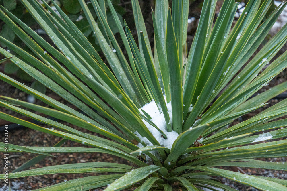 Fototapeta premium unusual, rare weather in the tropics, snow on palm trees in frosty weather in winter