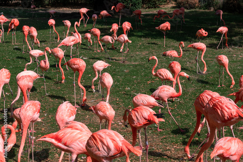 Flamingos