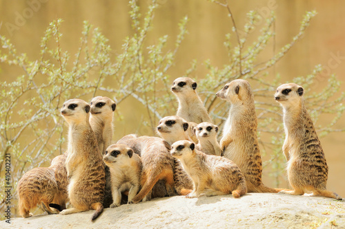 Suricate or meerkat (Suricata suricatta) family