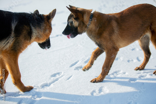 german shepherd and belgian shepherd malinua playin and running от snow winter