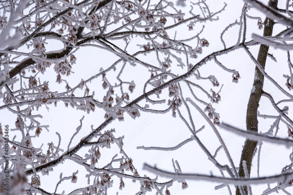 Snowy fluffy hoarfrost lies on tree branches, winter landscape. Snowy fluffy hoarfrost lies on tree branches, winter landscape.