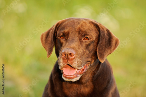 old Labrador retriever with gray snout © AnetaPics