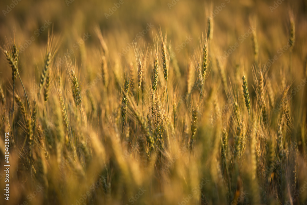 Obraz premium Wheat field. The concept of a rich harvest. Background of ripening of wheat ears. Golden wheat ears, Grains. The ripening of grain