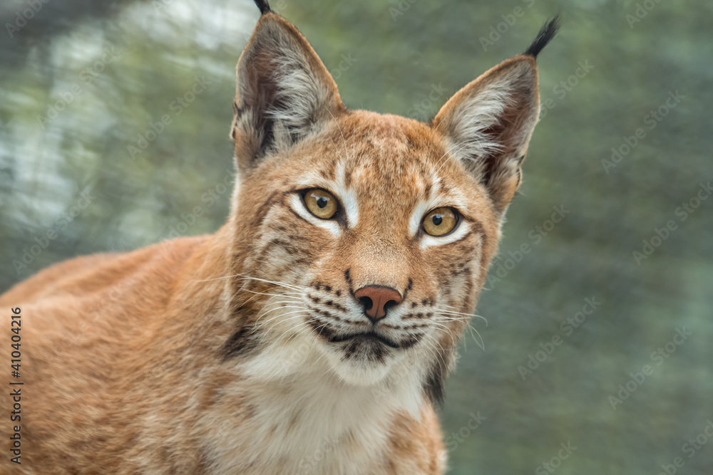 Lynx, close-up portrait. Wild animals Lynx, close-up portrait. Wild animals