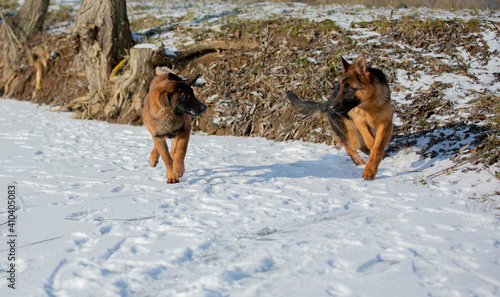 german shepherd and belgian shepherd malinua playin and running от snow winter