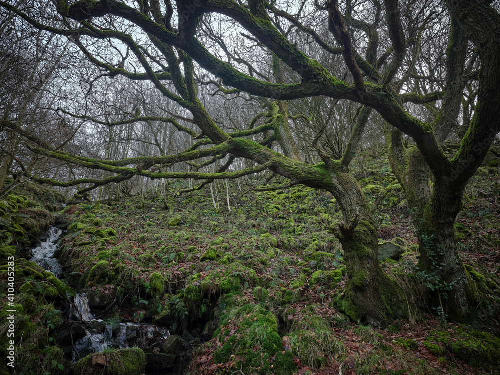 A bare oak and in January the Dales woodland begins to ready itself for spring.