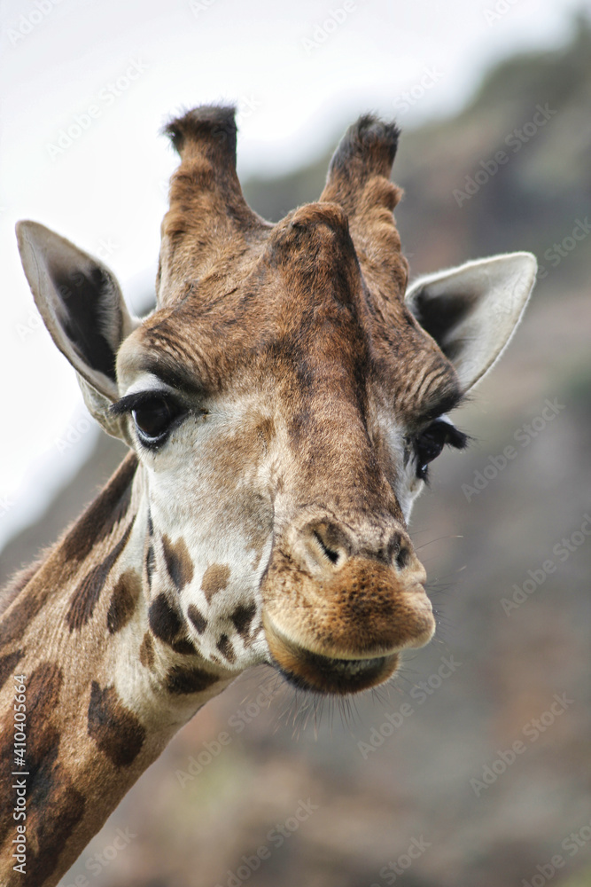 Naklejka premium giraffe