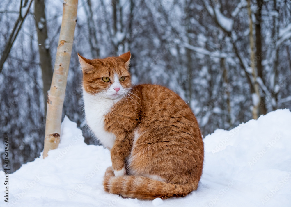 A ginger cat sits in the snow and looks away.